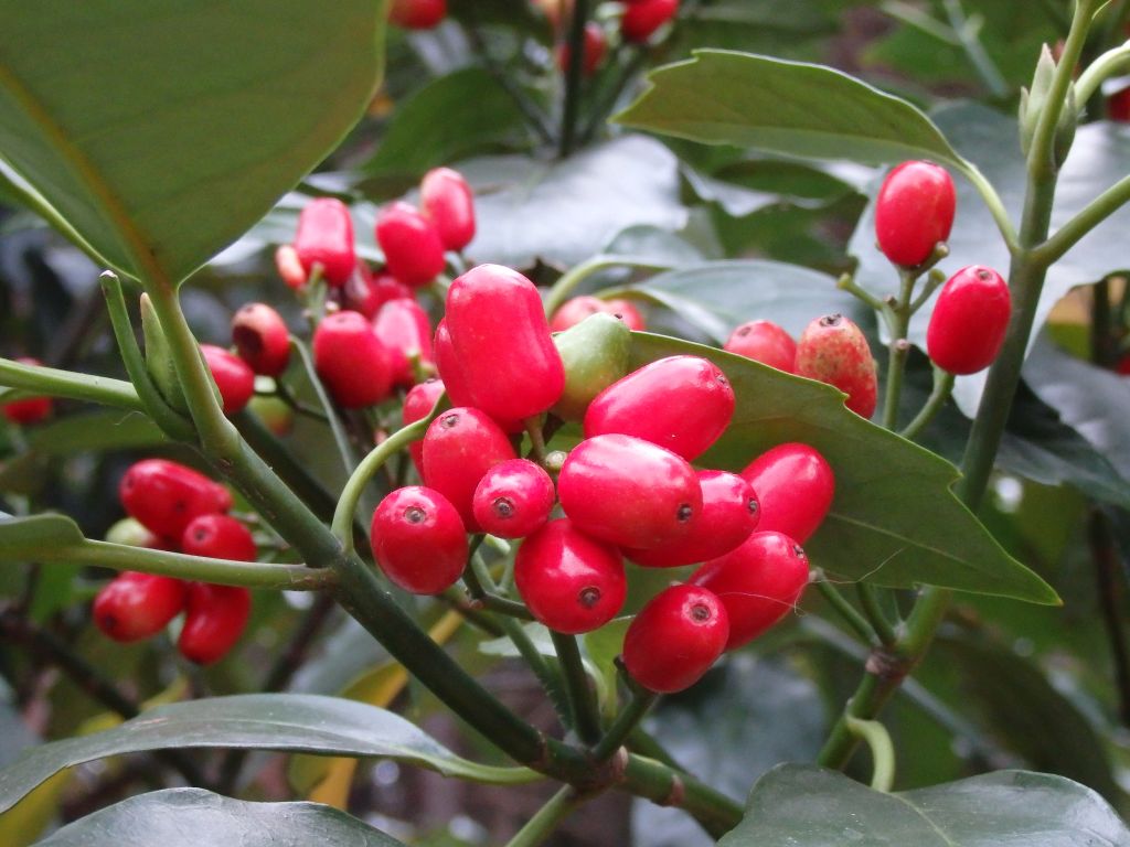 a red flower grows near leaves and other plants