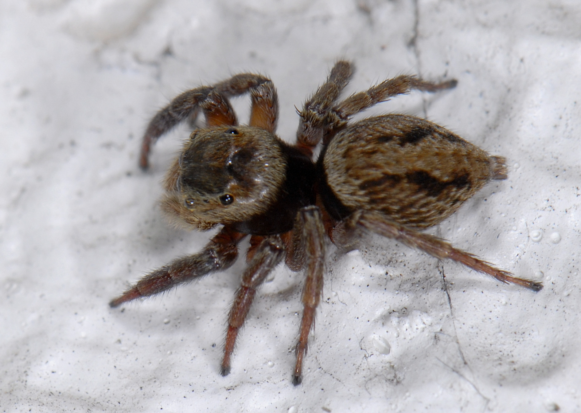 a close up view of a jumping spider