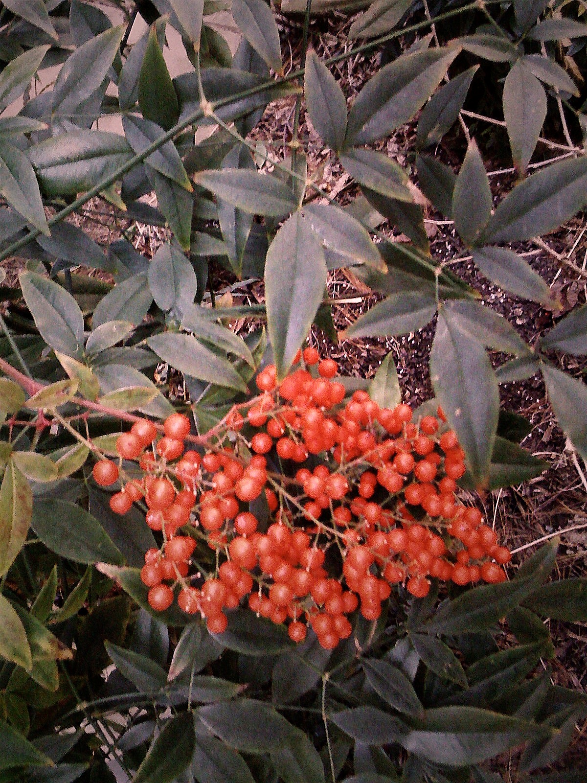 berries growing on top of a nch near some leaves