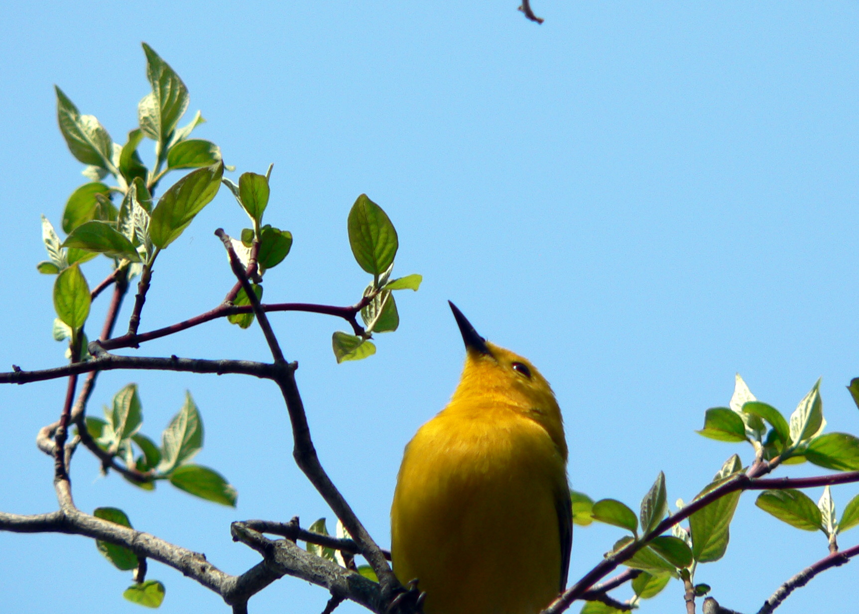 yellow bird sitting in a tree with no leaves