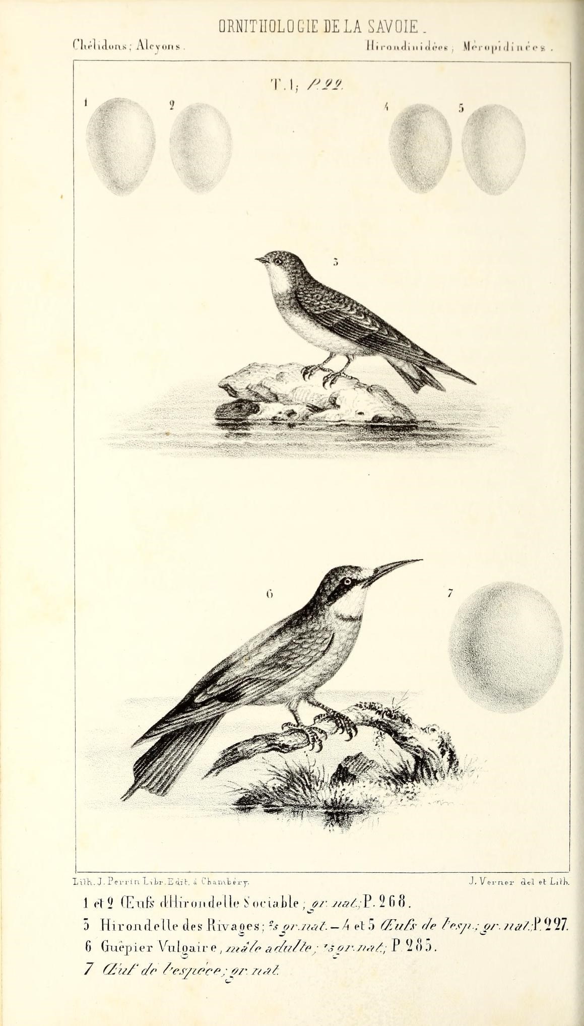 illustration of birds in a landscape of earth