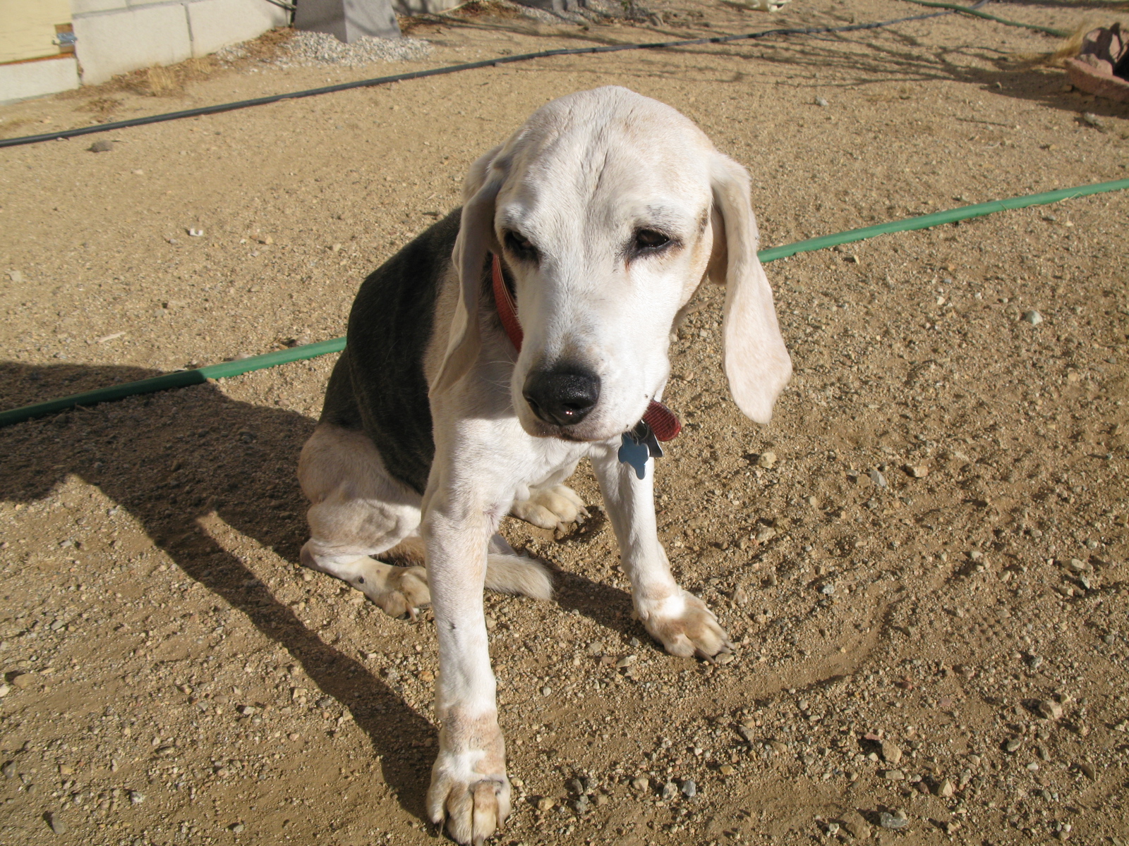 a white dog is tied up with a leash