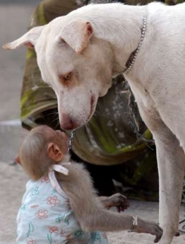 there is a white dog giving the small child the hand