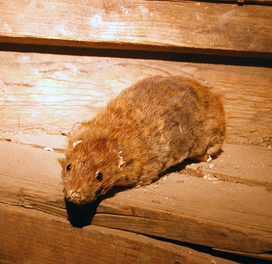 a brown mouse crawling through a wooden planked area