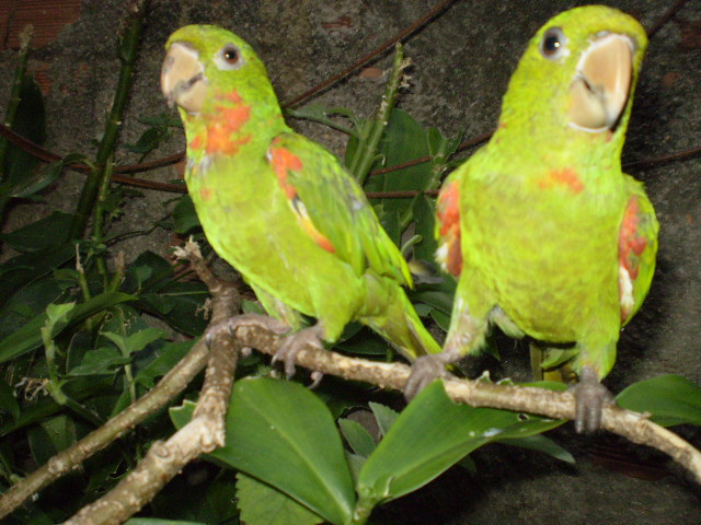 two green parrots sit on a nch with leaves