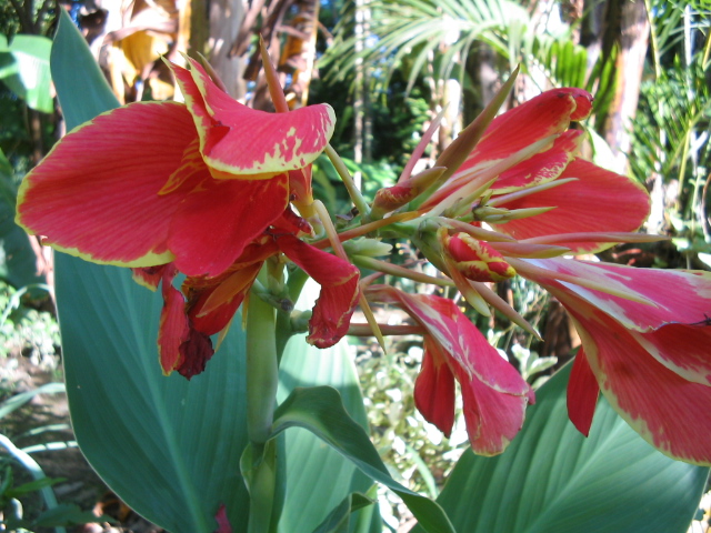 a red flower with pink tips growing next to green leaves