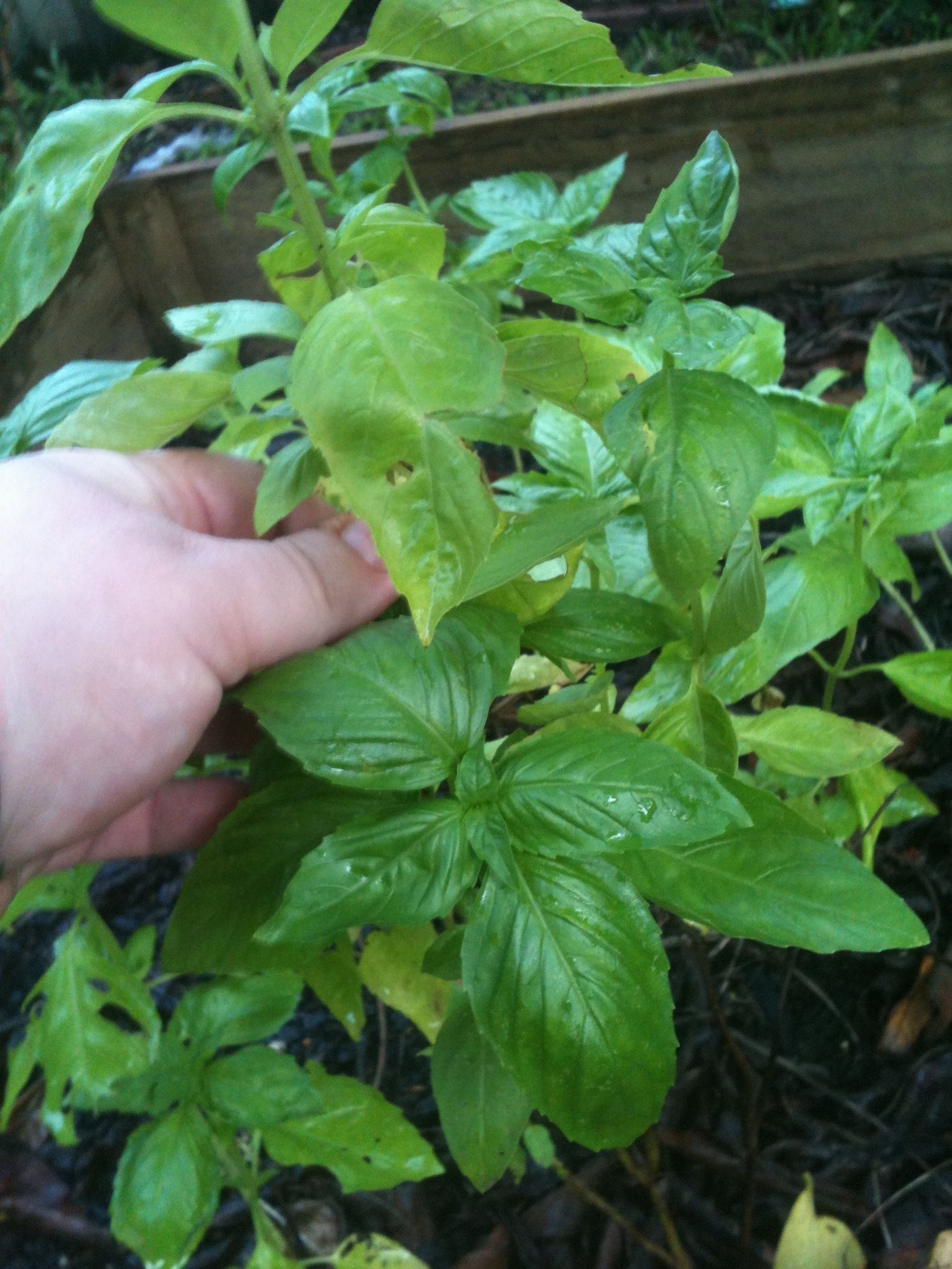 a hand is holding a small leafy plant