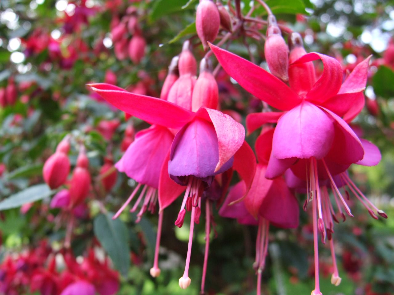 pink fuschia blooming in a tree surrounded by greenery