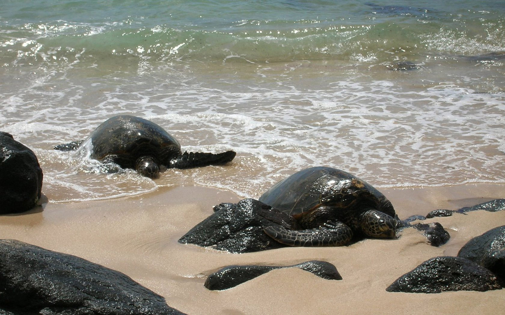 some black elephants laying on the sand near water