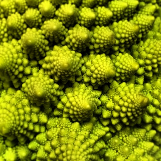 very close up picture of a green plant