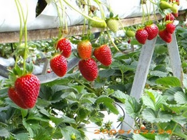 a large amount of strawberries growing on plants
