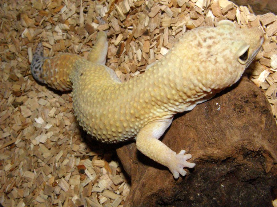 a small lizard sitting on top of a wooden slice