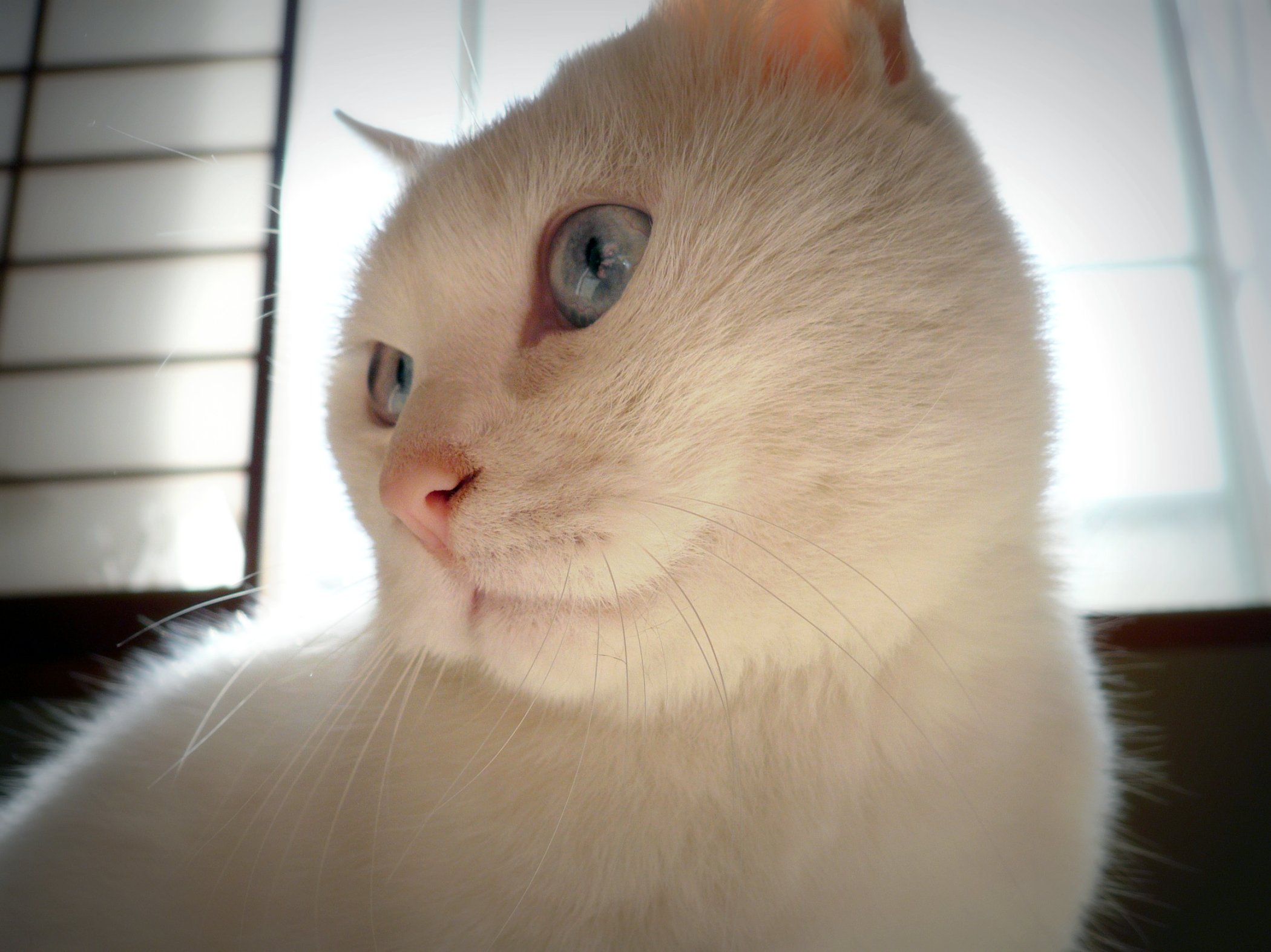 a white cat staring at soing with light coming through the window behind it