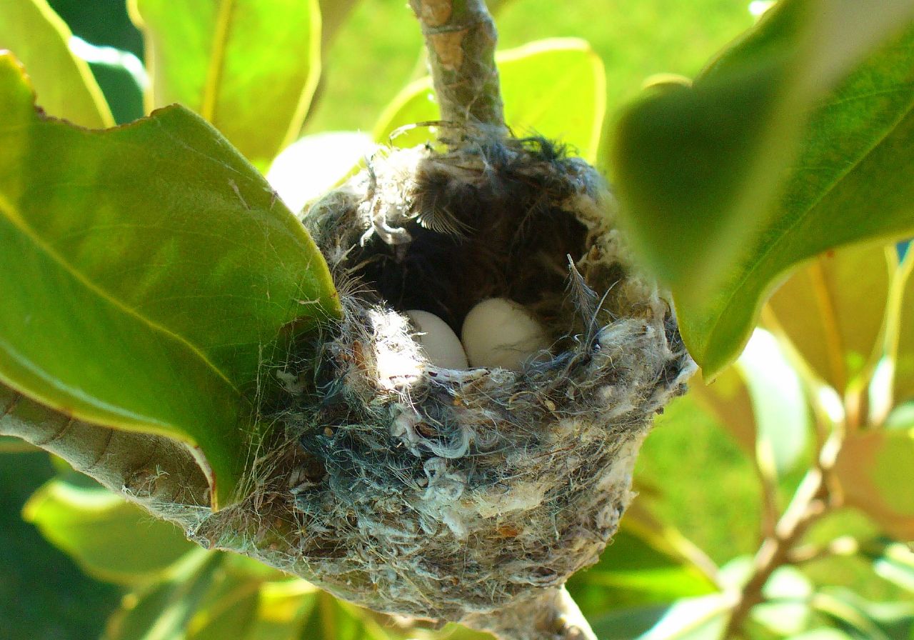 two eggs are in a nest atop a green leaf