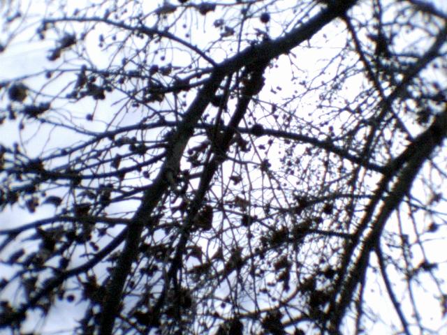 looking up at tree nches in the rain