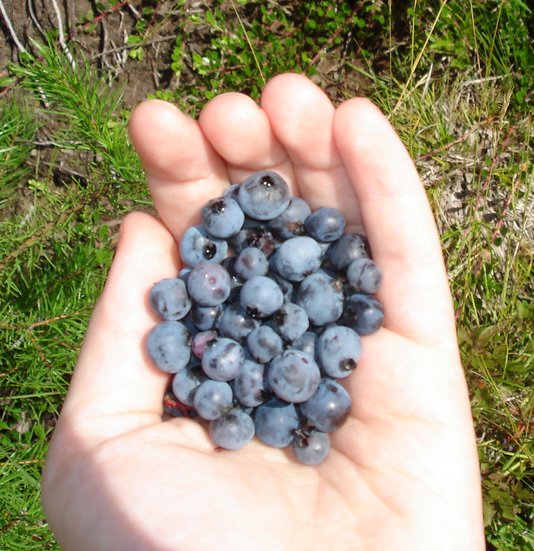 a hand is holding a handful of blueberries