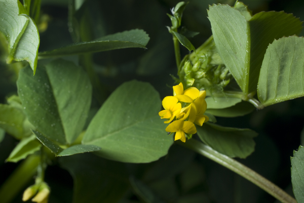 this is a small yellow flower growing in the bush