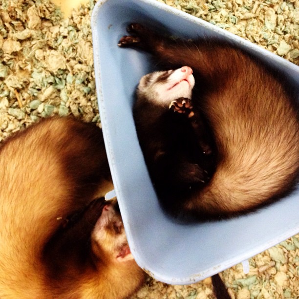 two ferrets lie in blue bowls on the floor