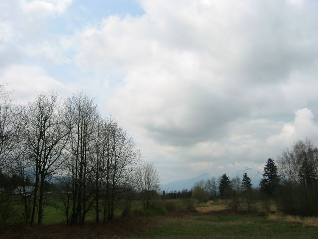 a grassy field surrounded by trees with a sky background