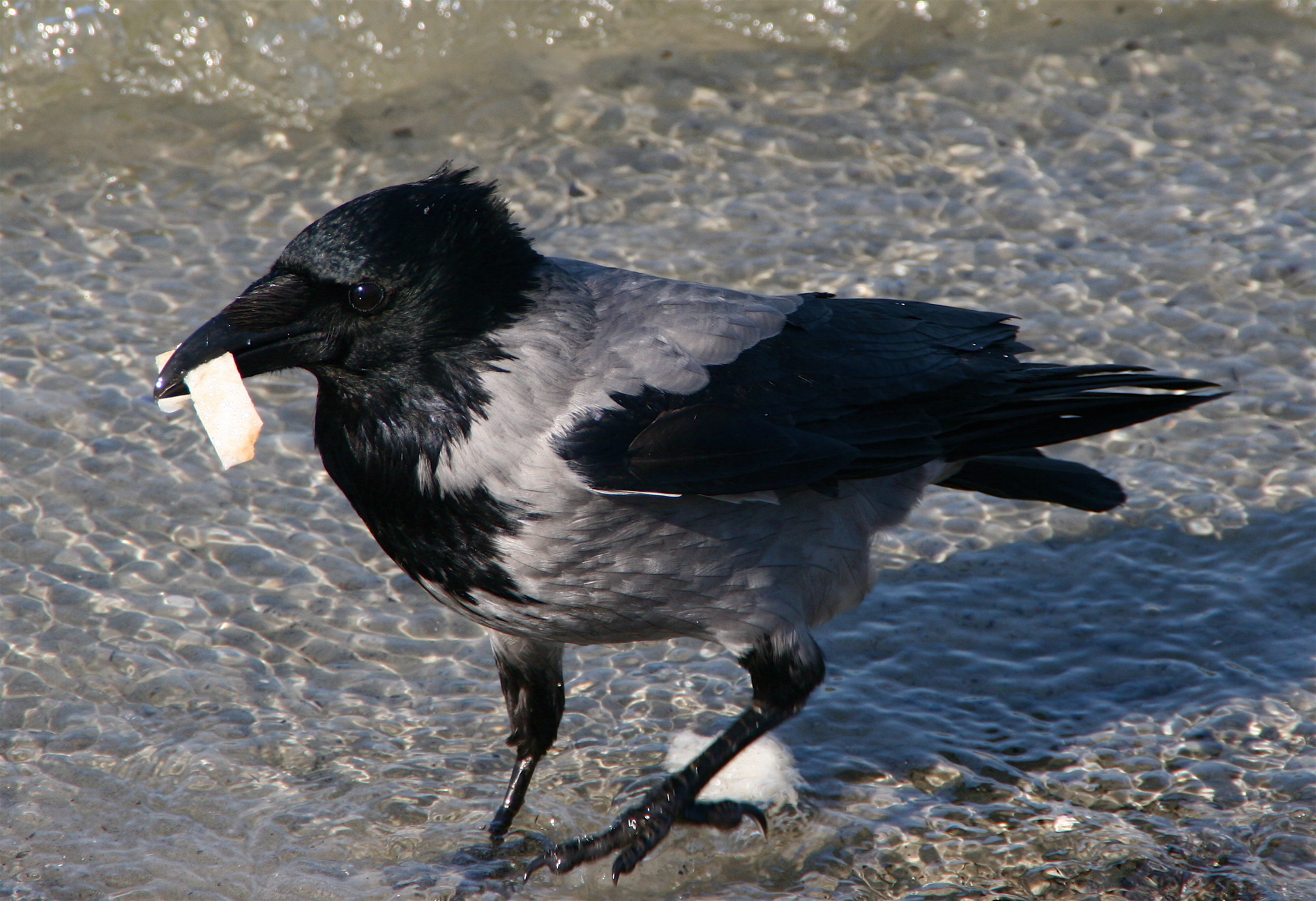 there is a black bird on the beach eating