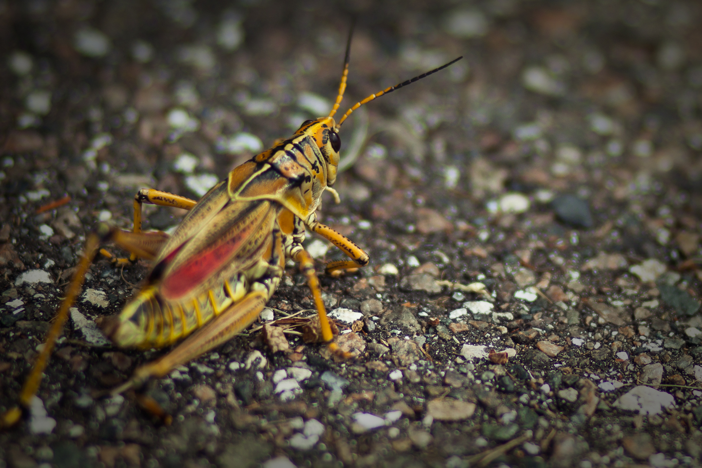 a yellow locus is sitting on the ground