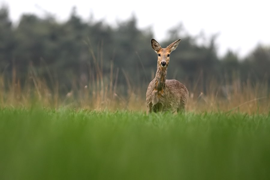 the fawn stands in tall green grass near many trees