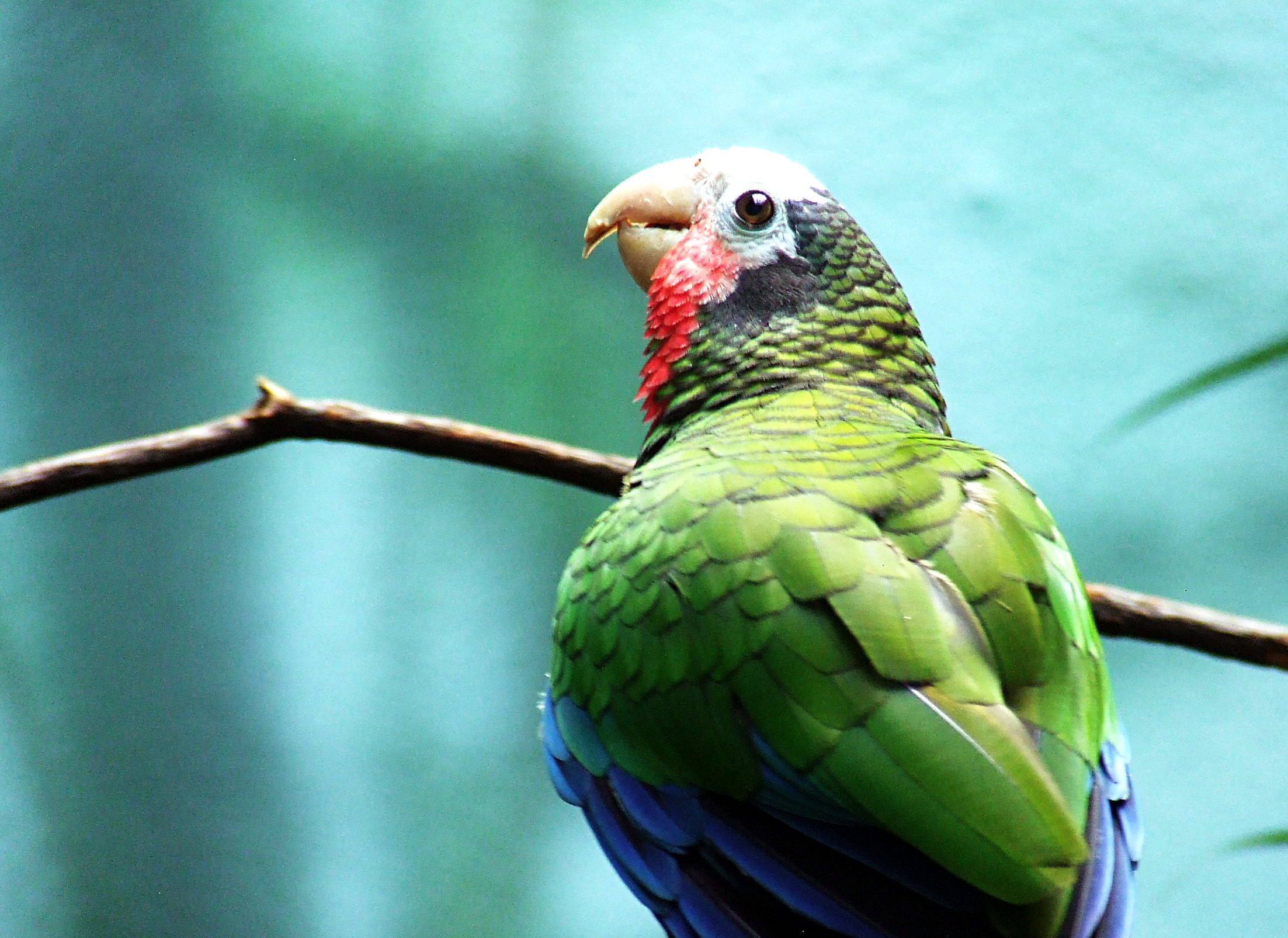 a multi colored bird with red, white and green feathers on a tree nch