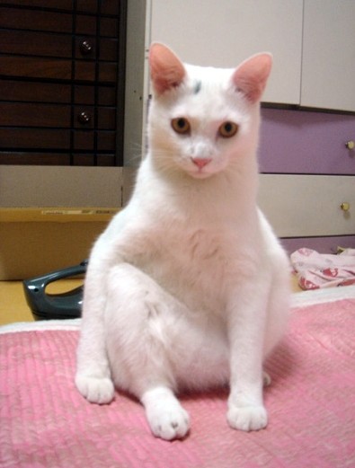 a white cat with green eyes is sitting
