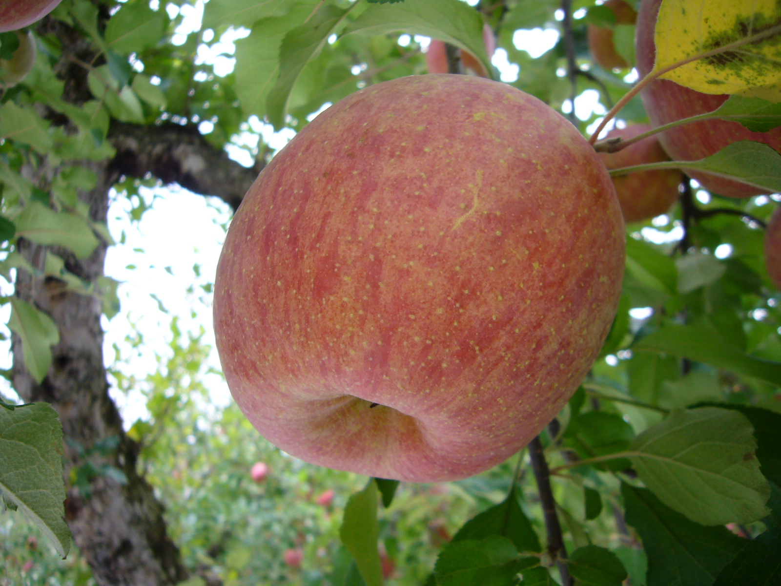 a red apple hanging from a tree in the sun