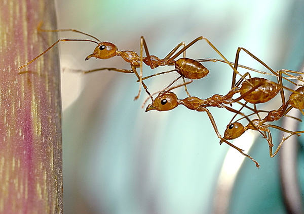 a group of ants standing on top of a wooden pole