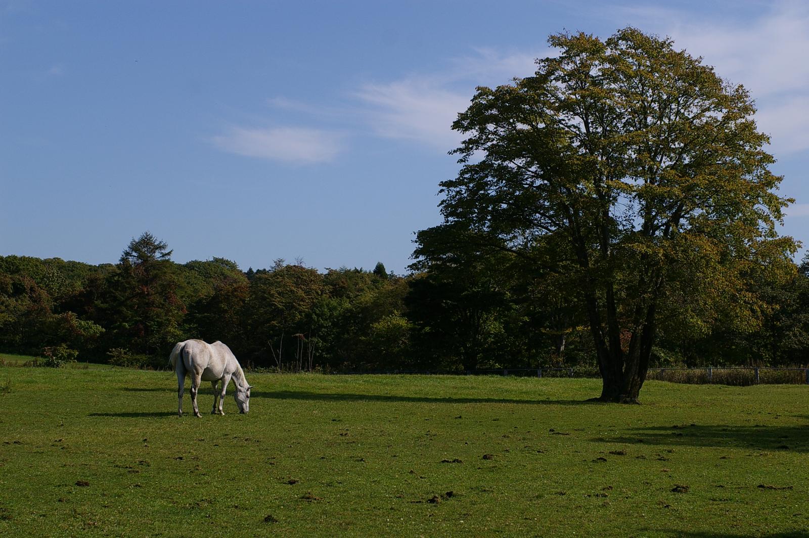 there is a horse standing in the field