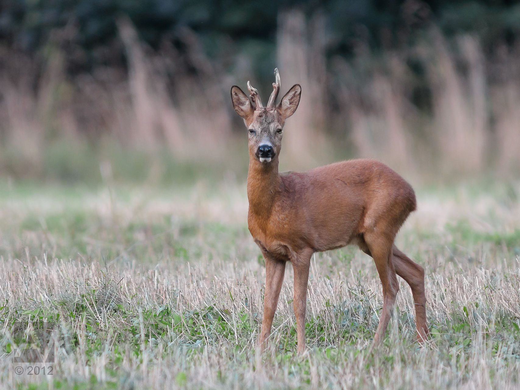 a brown deer standing in the middle of a grassy field