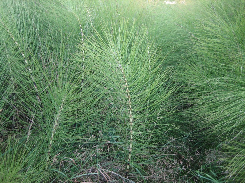 the top side of tall green grass with tiny white leaves