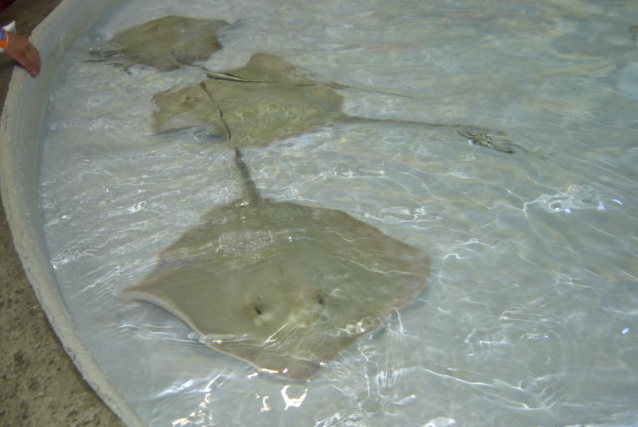 four large sting sting rays are inside the water