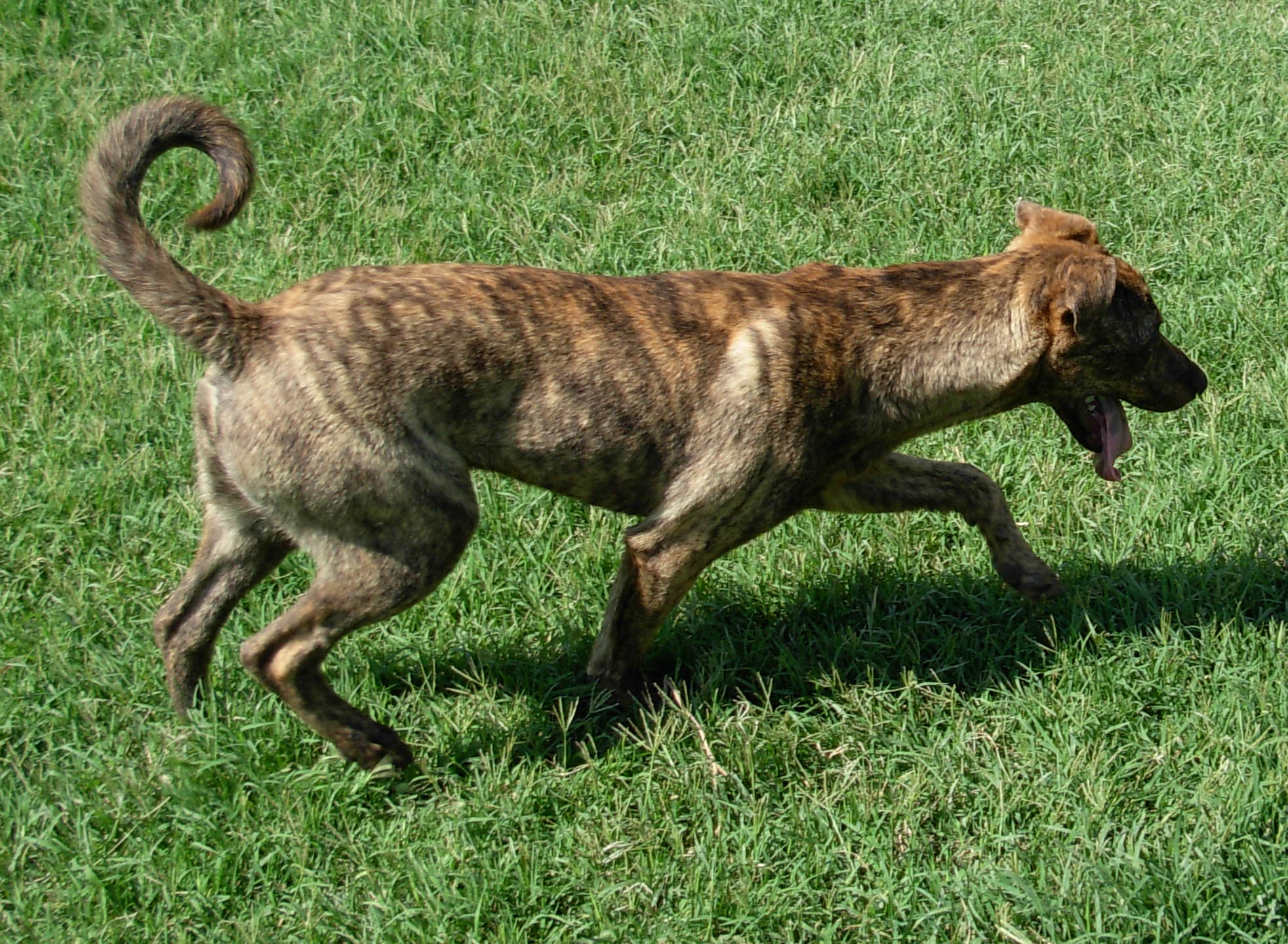 dog running on the green grass, catching an object