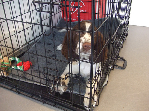 a dog sits inside a large metal cage
