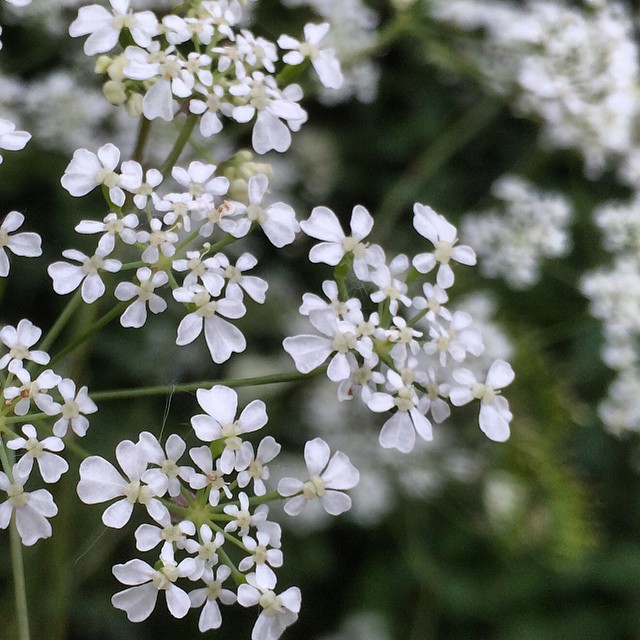 some white flowers near one another and greenery