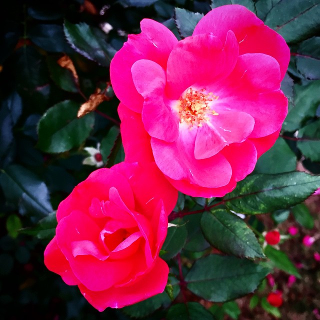 two red roses with green leaves on the bush