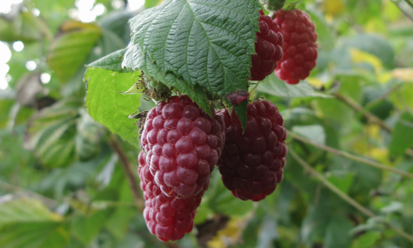 a bunch of raspberries hanging from a tree