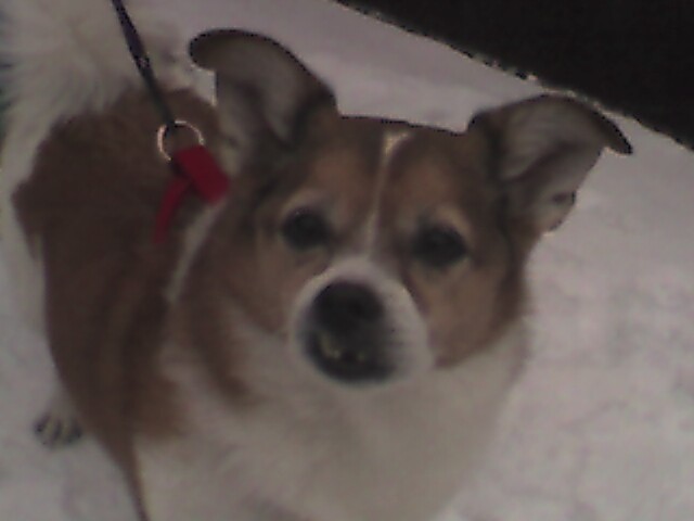 a dog sitting on top of a white rug