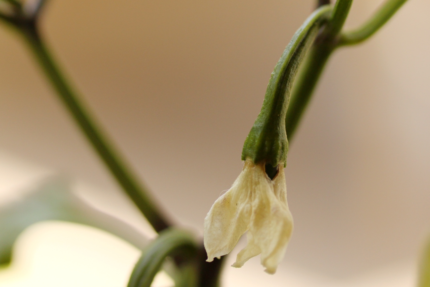 a closeup of the flowers that have been budding