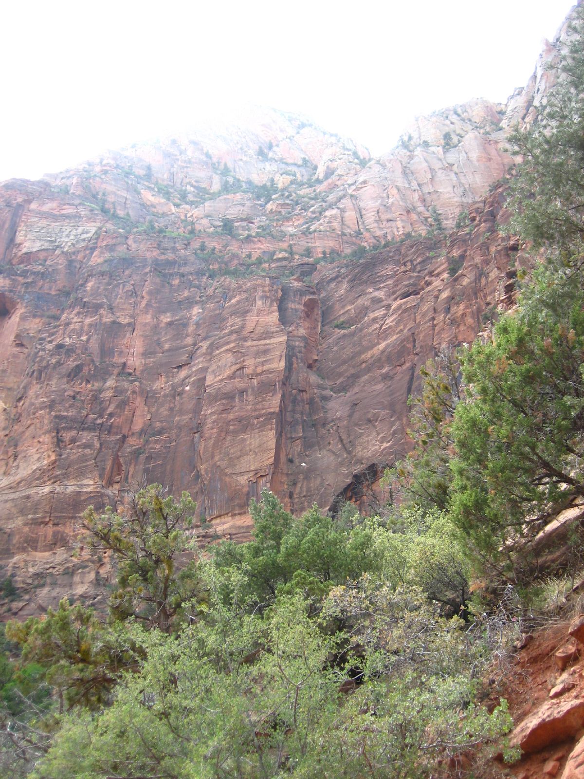 a tree with its leaves on it next to some rocky mountains