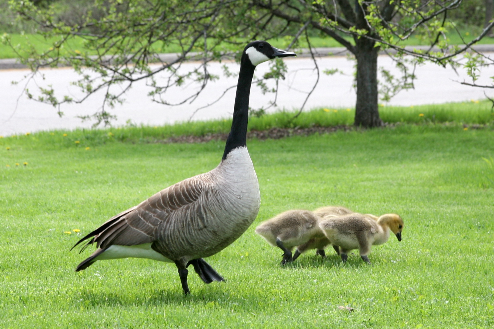 two geese are looking at the food while a baby ones eat