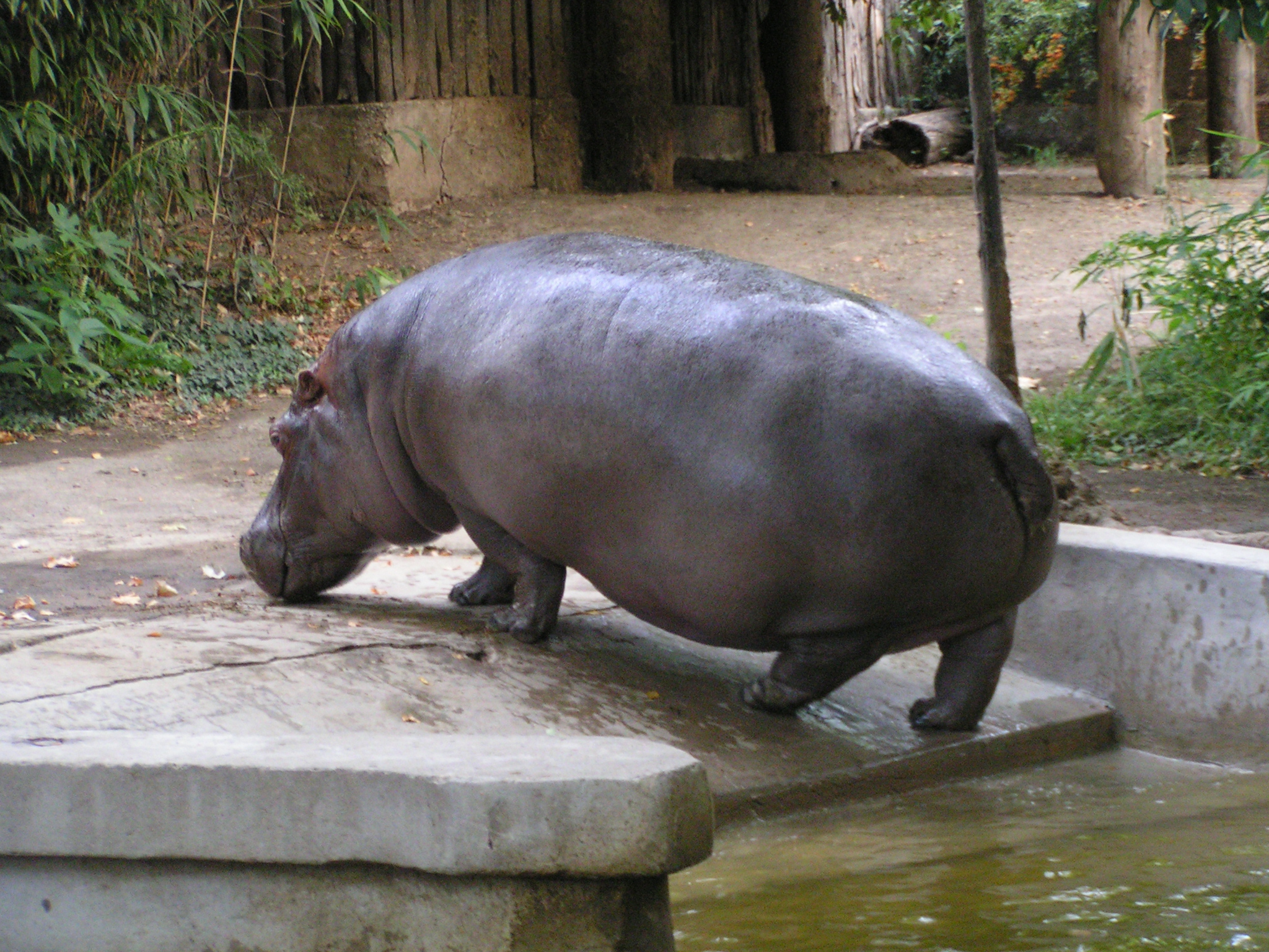 a hippopotamus standing in the water, on top of a stone platform