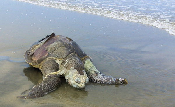 a large turtle is laying on the sand