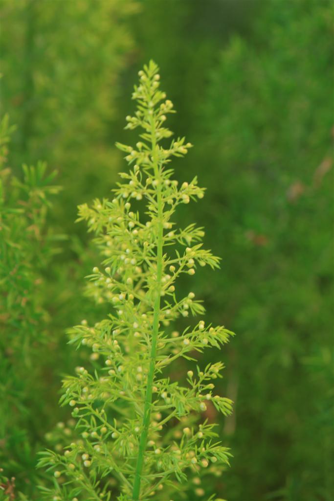 some plants growing next to each other in front of the woods