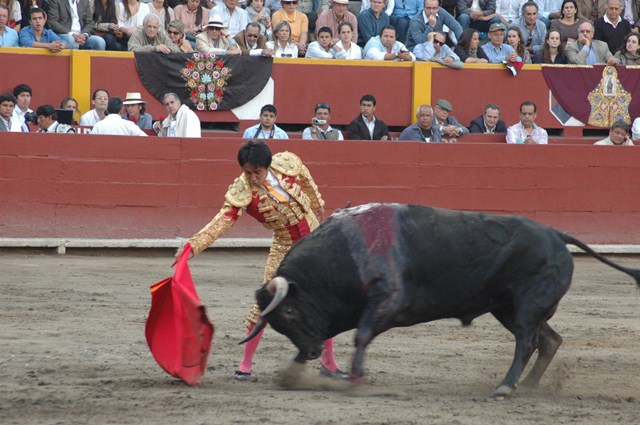 a bull is trying to get around a mata
