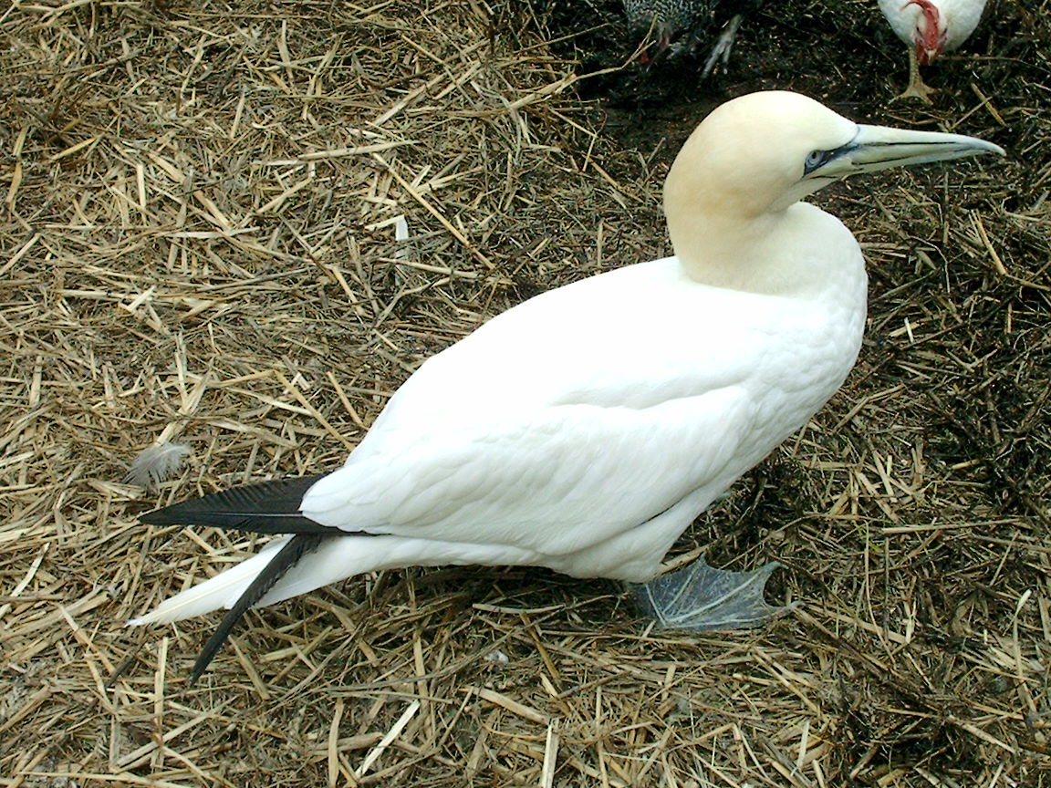 a white duck sitting on top of a dry grass field