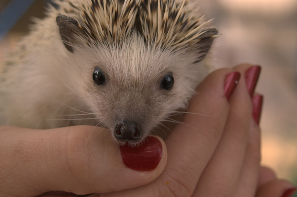 a hedgehog eating soing with his hand
