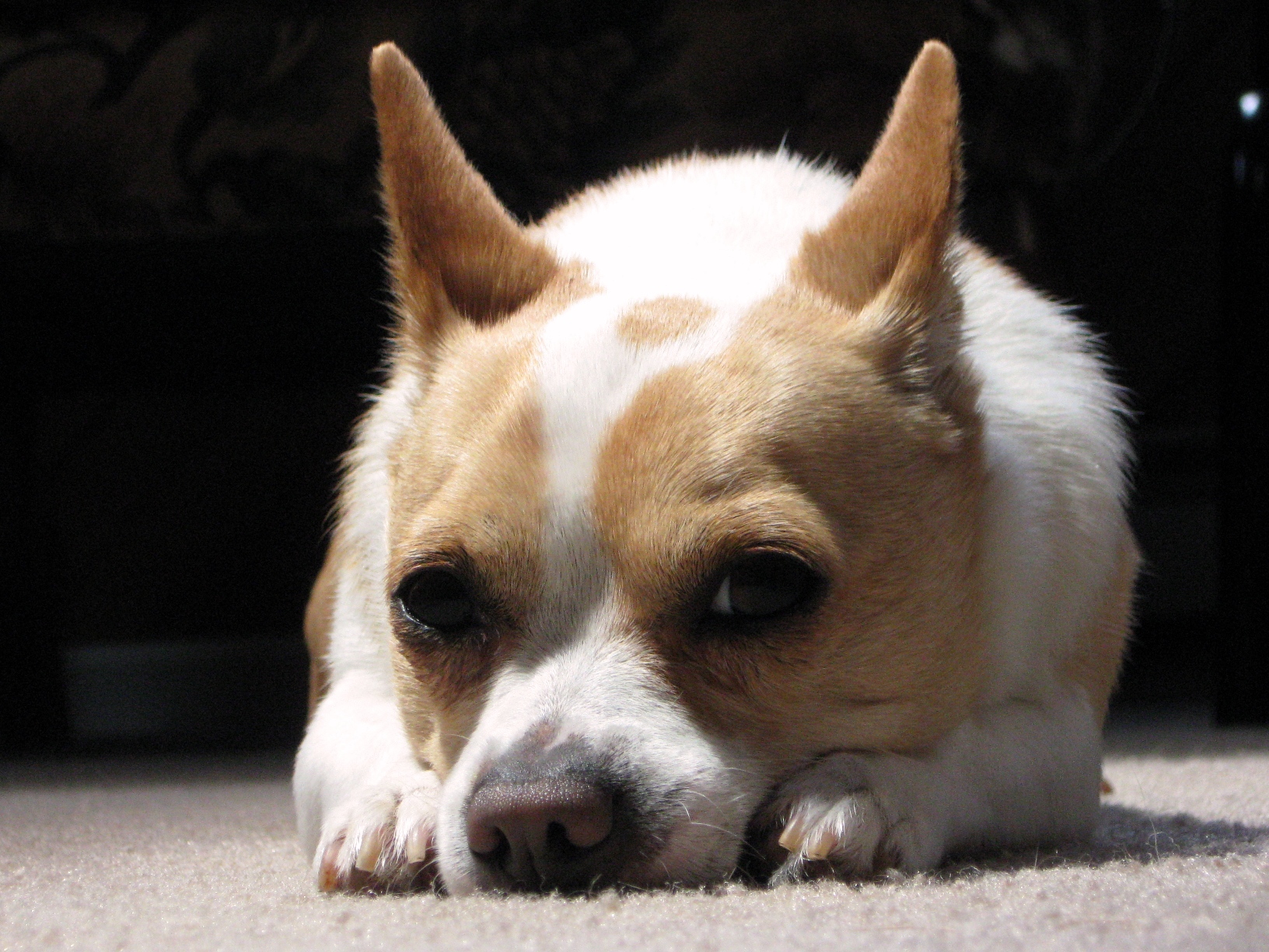 an adorable chihuahua laying down on the floor looking at soing